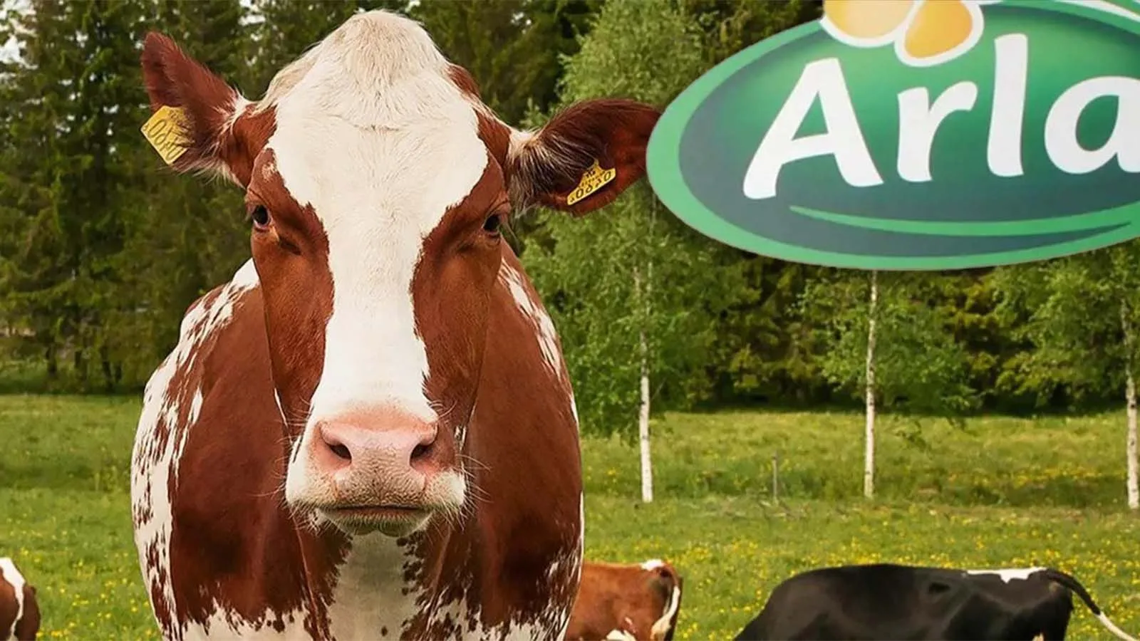 Arla Radel Bästa året någonsin: Miljoner till Arlas bönder | nu.se