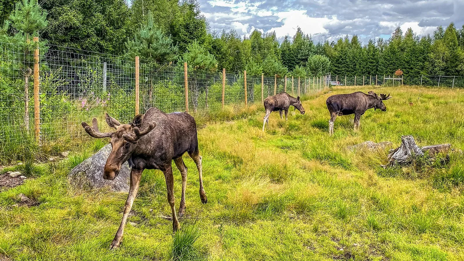 Skogens konung rödlistad: Älgen ”nära hotad” i Sverige | nu.se