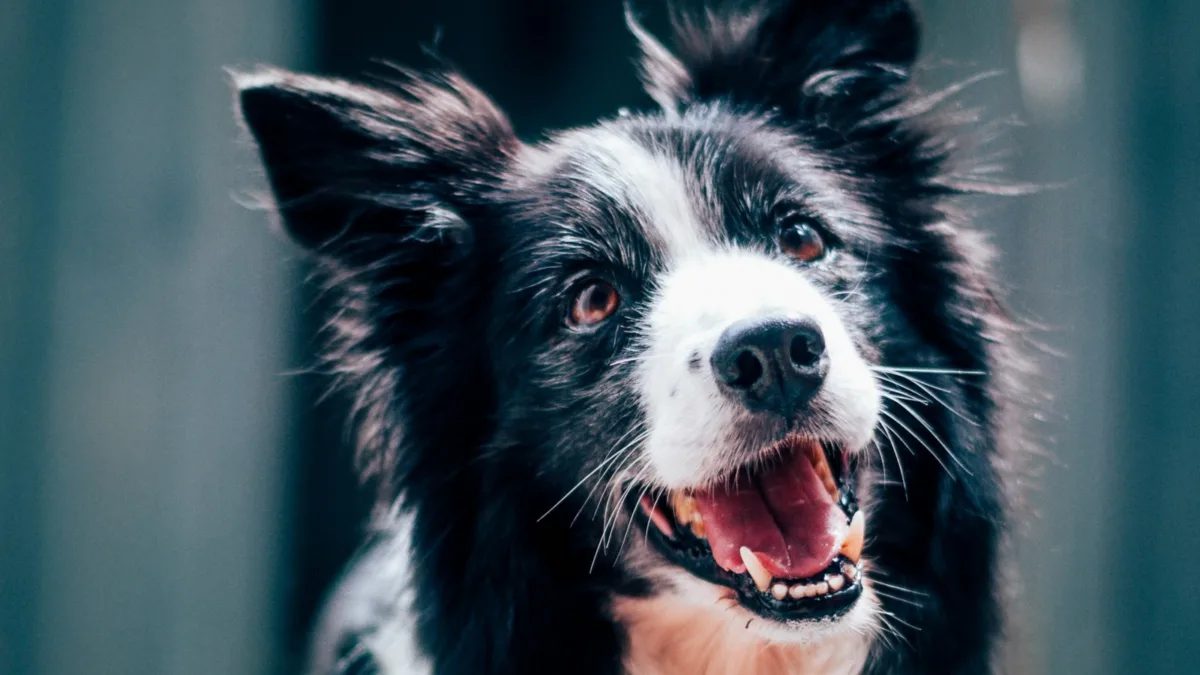 Hund vaknade upp
